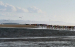 2007 Black Rock '5' Race